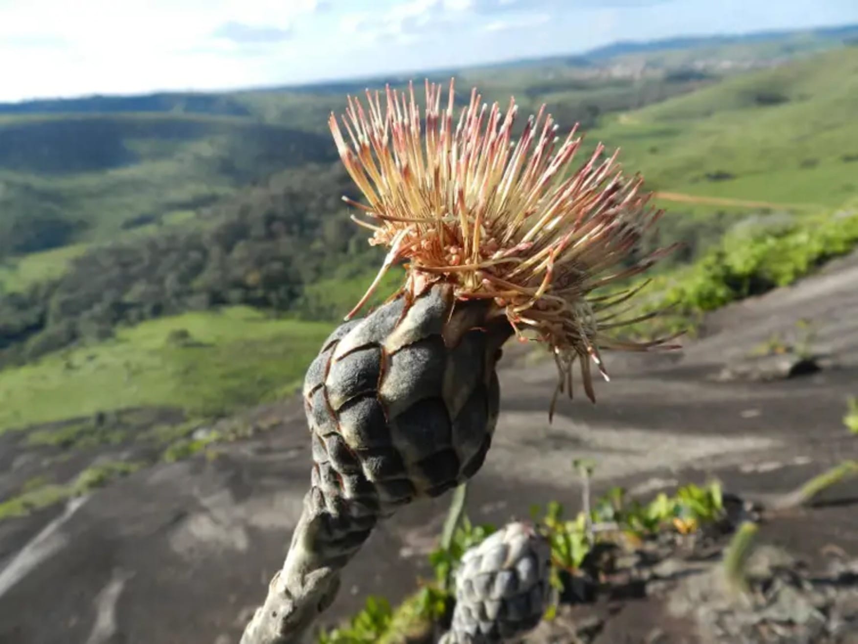 Pesquisadores identificam 26 plantas super resistentes ao calor e seca