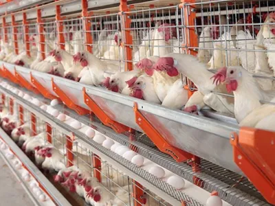 Hong Kong bloqueia importações de frango da Europa e EUA por gripe aviária