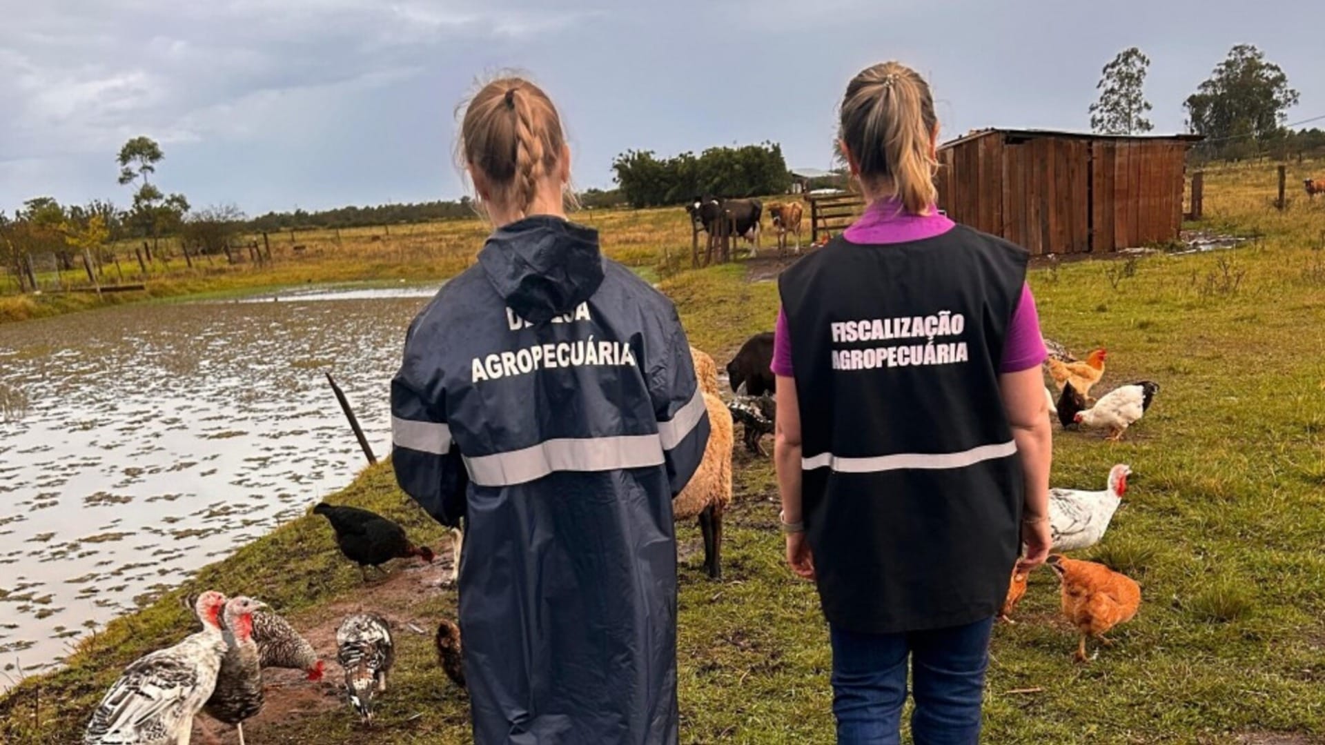 84% das propriedades rurais no raio do foco de gripe aviária no RS foram vistoriadas