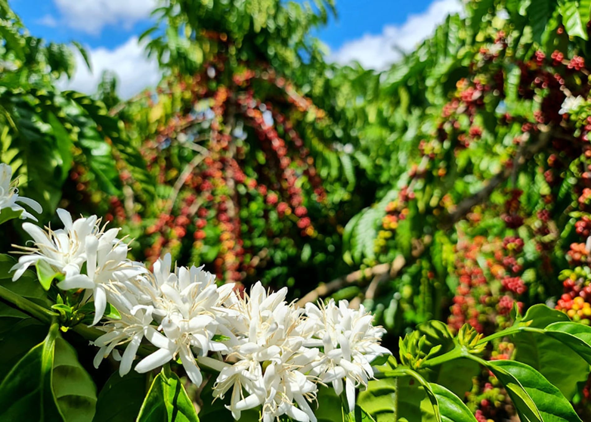 Cafezais das Matas de Rondônia sequestram 2,3 vezes mais carbono do que emitem