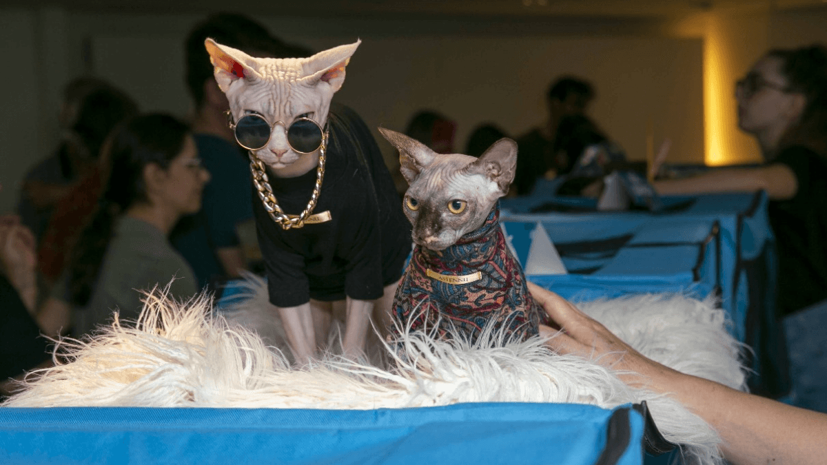 Shopping de Campinas recebe exibição gratuita de gatos de raças exóticas