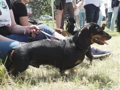 Vídeo: corrida de cachorros ‘salsicha' é tradição em cidade da Alemanha