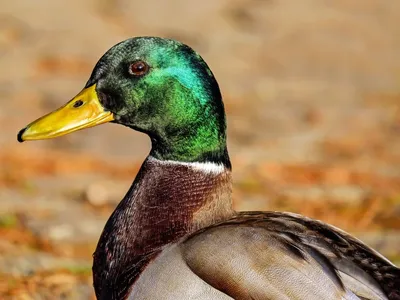Defesa Agropecuária vai reforçar ações sobre gripe aviária no Parque do Ibirapuera