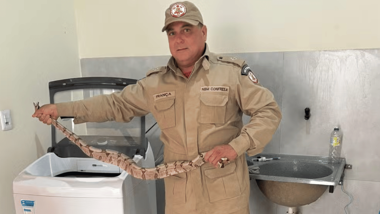 Uma jiboia de 2 metros é encontrada em máquina de lavar