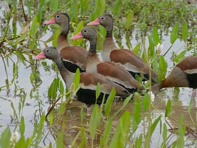 São Paulo confirma novo caso de gripe aviária em ave silvestre