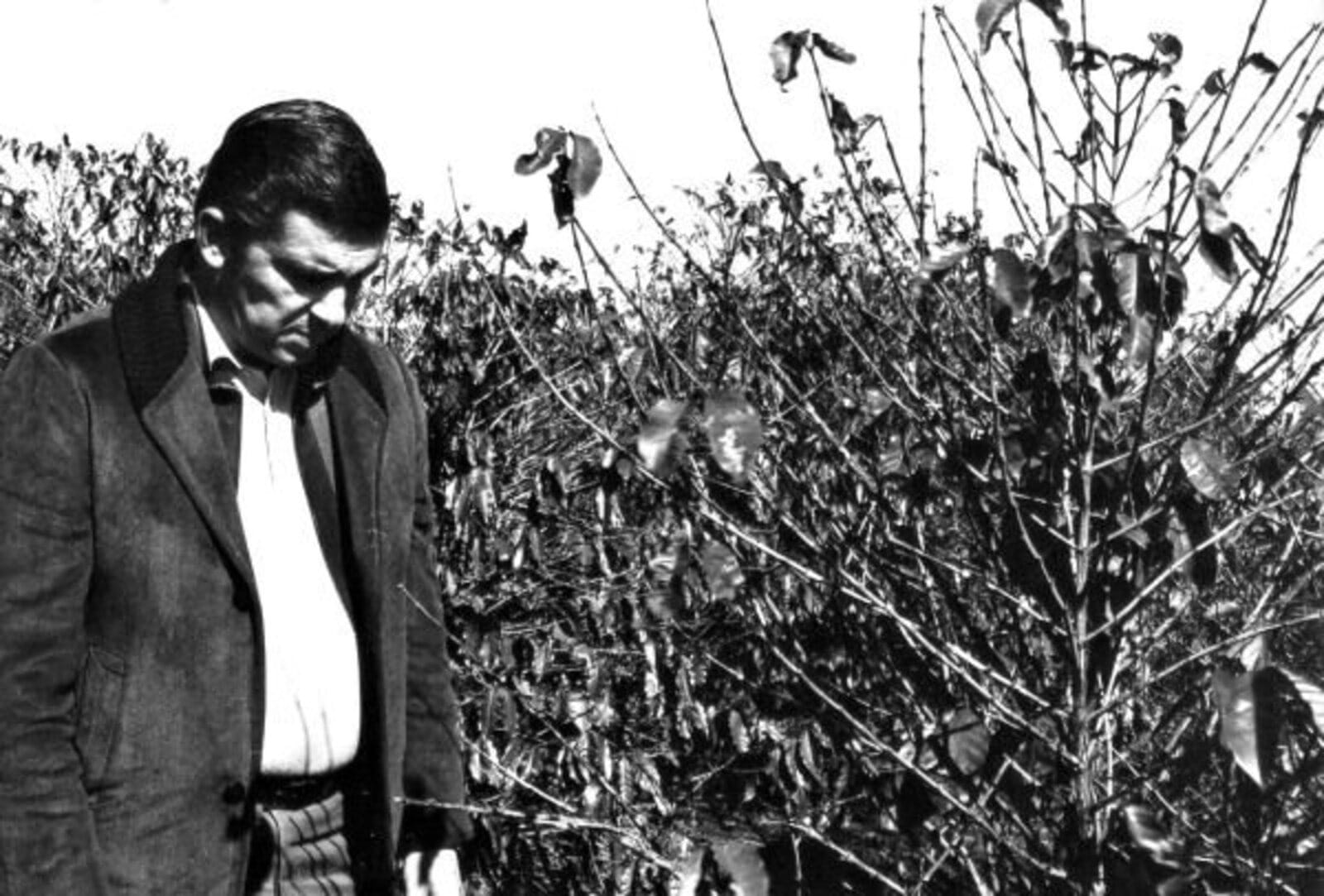 O que é geada negra, um tipo de frio que mata plantas por dentro, e pode ocorrer no Brasil
