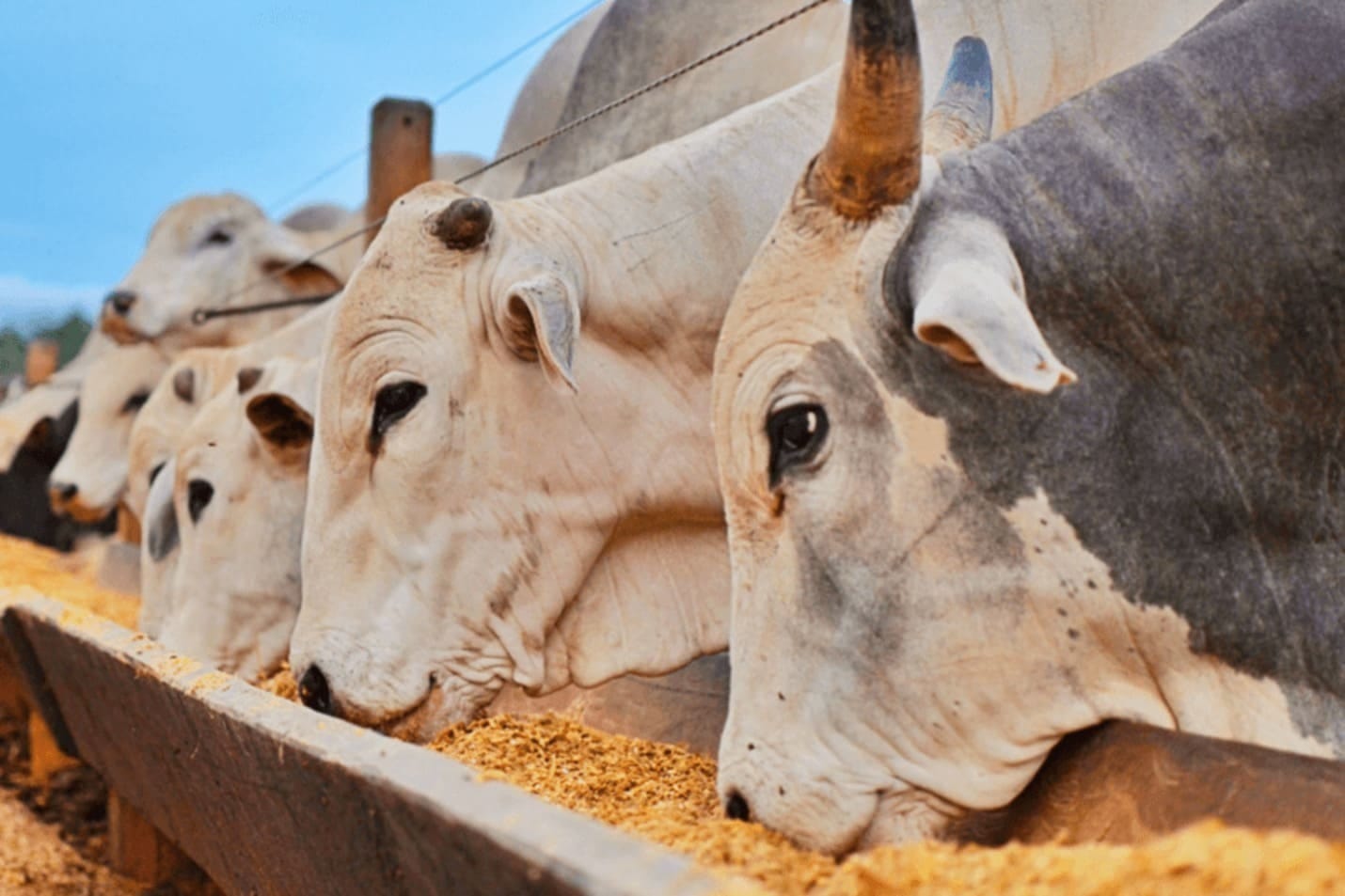 Agronegócio emprega 28,5 milhões de pessoas no 1º tri de 2025