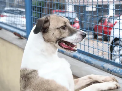 Câmara de Natal aprova folga por luto de pet para servidores