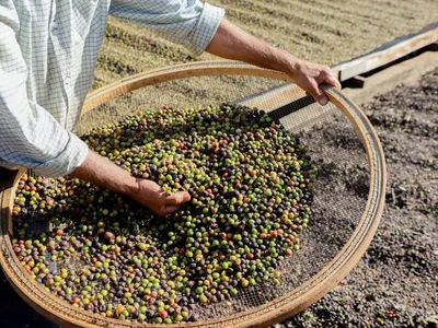 Chuvas intensas limitam avanço da colheita de café no Brasil