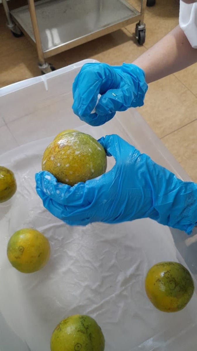 Óleos essenciais superam fungicidas químicos no combate a doenças do mamão e da laranja