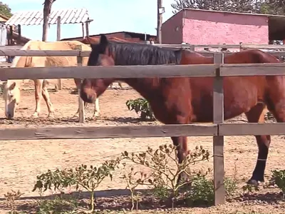 Ração contaminada provoca morte de ao menos 245 cavalos em quatro estados, diz ministério