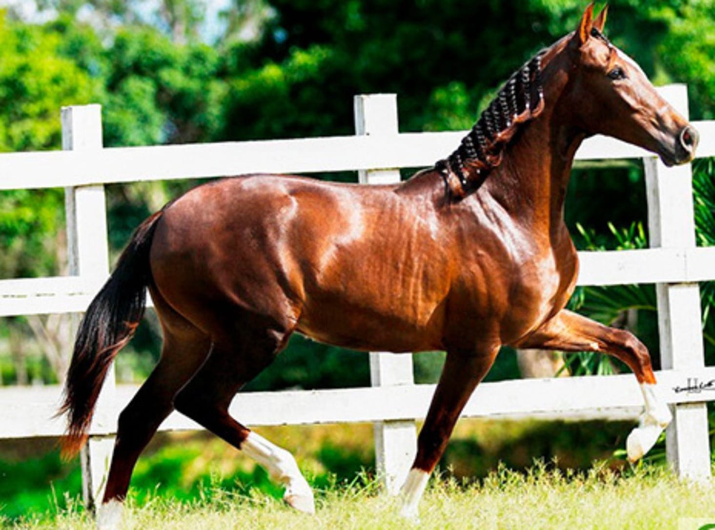 Cavalo de R$ 12 milhões morre após comer ração contaminada; 657 equinos foram intoxicados