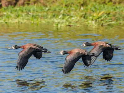 Casos de gripe aviária são confirmados em aves silvestres no Parque Ibirapuera