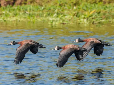 Três novos casos de gripe aviária são registrados no Parque do Ibirapuera, Zona Sul de SP