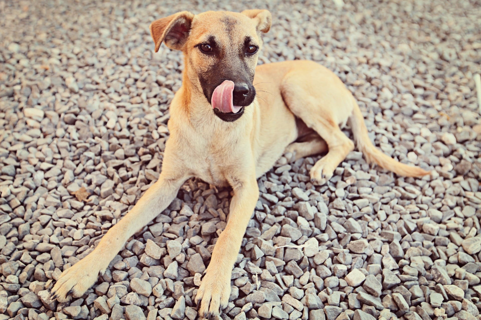 Vira-latas lideram ranking de pets mais populares do Brasil; veja top 10