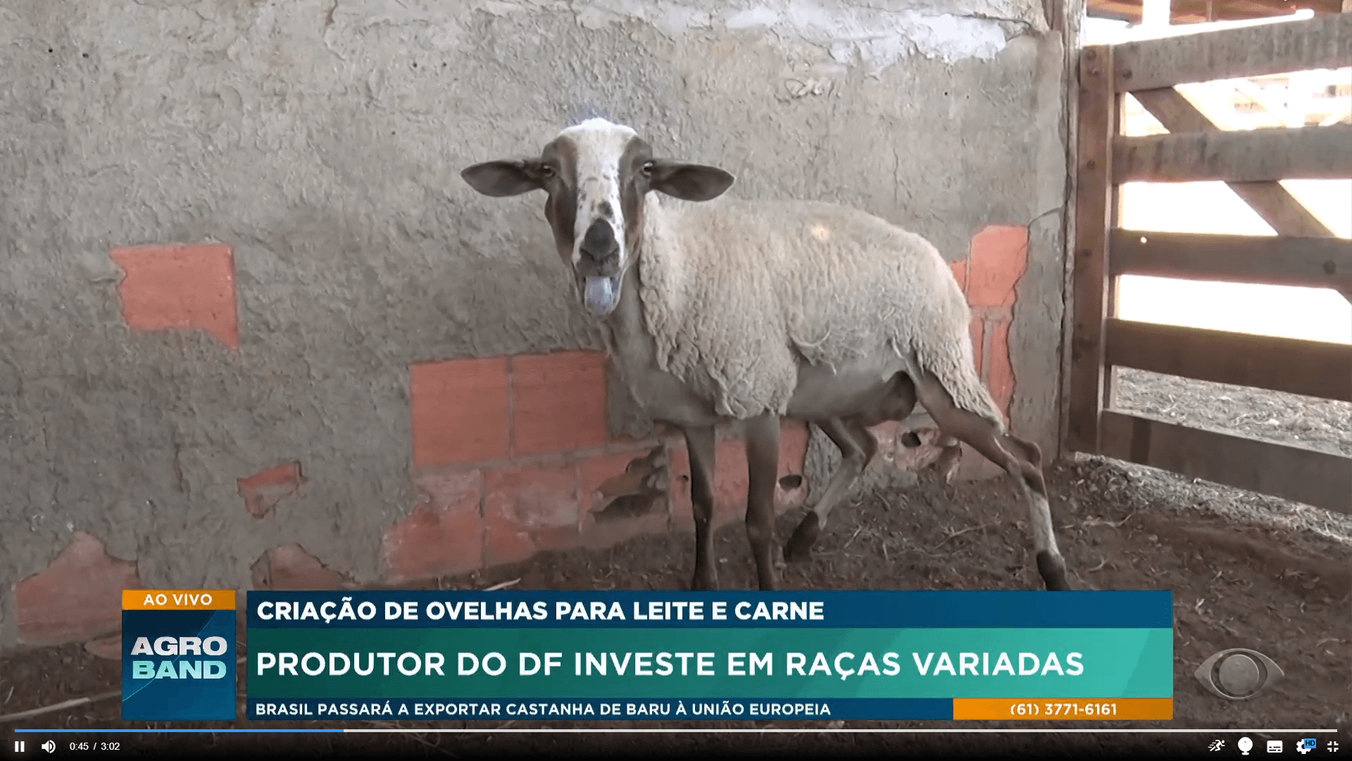 Produtor investe em várias raças ovinas para obter mais renda no sítio