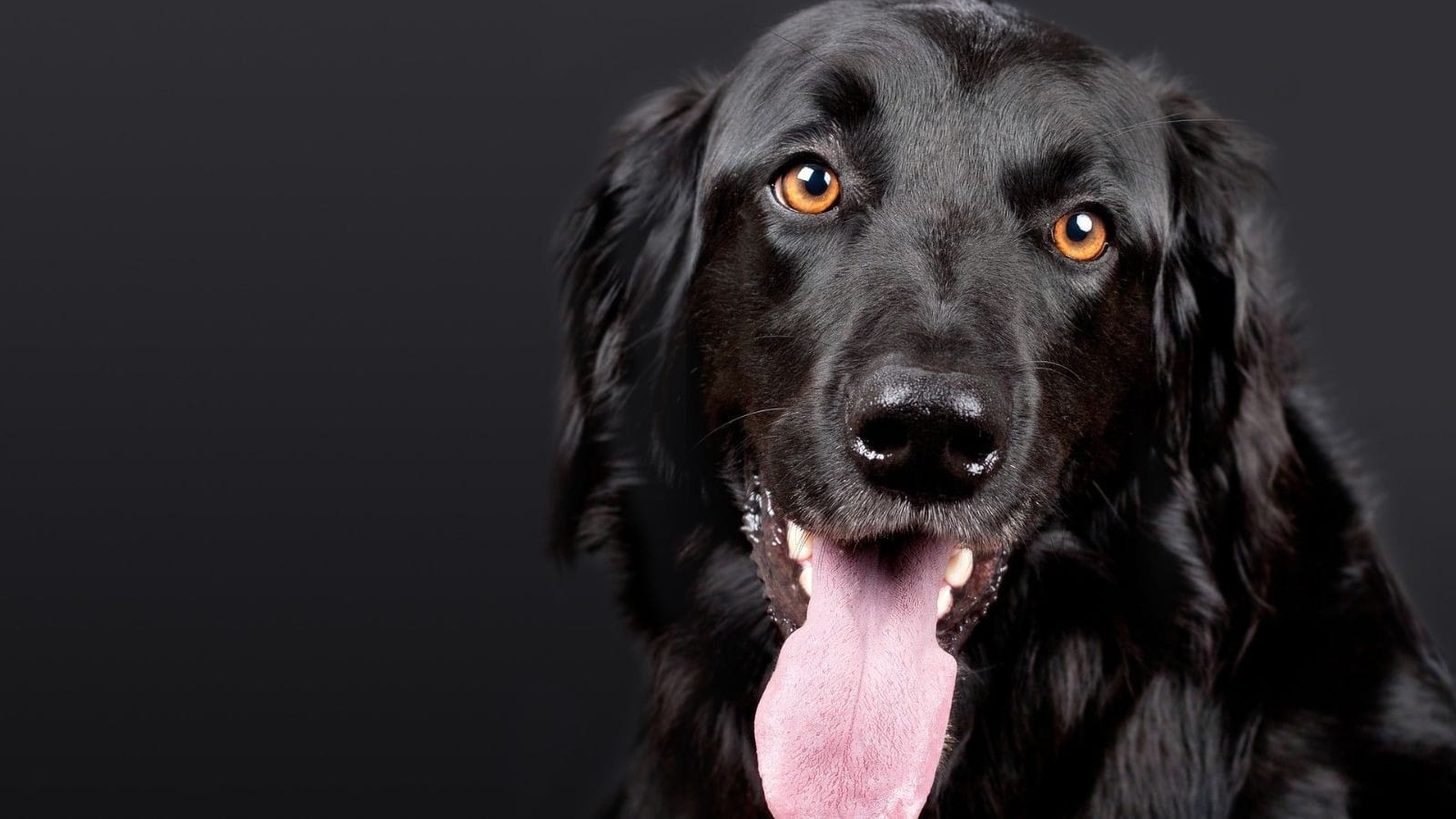 Cardiopatia em cães: 5 mitos e verdades sobre a saúde do coração do pet