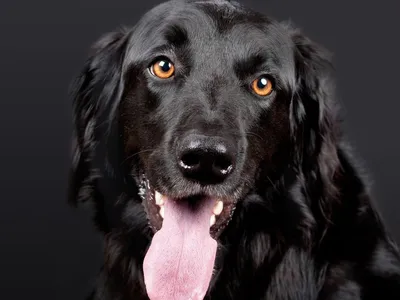 Cardiopatia em cães: 5 mitos e verdades sobre a saúde do coração do pet