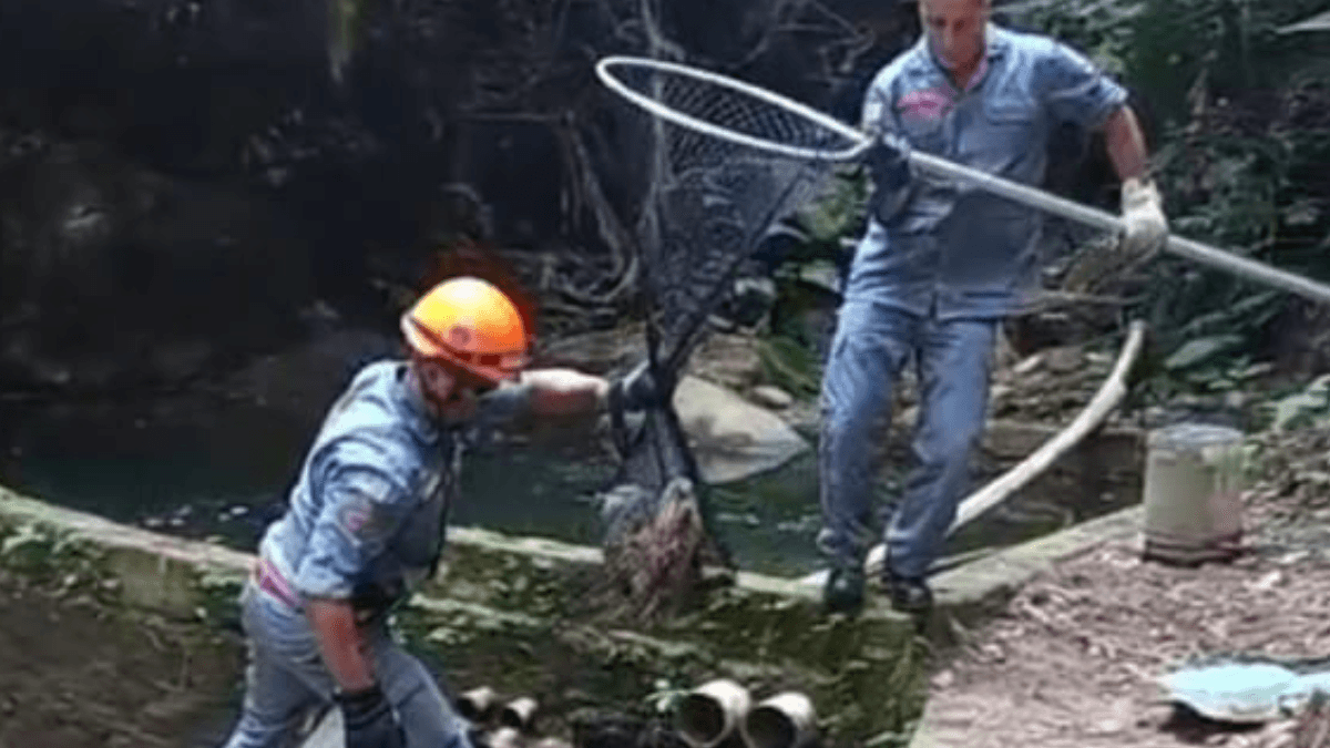 Família de capivaras é resgatada após cair em reservatório de água em Ubatuba