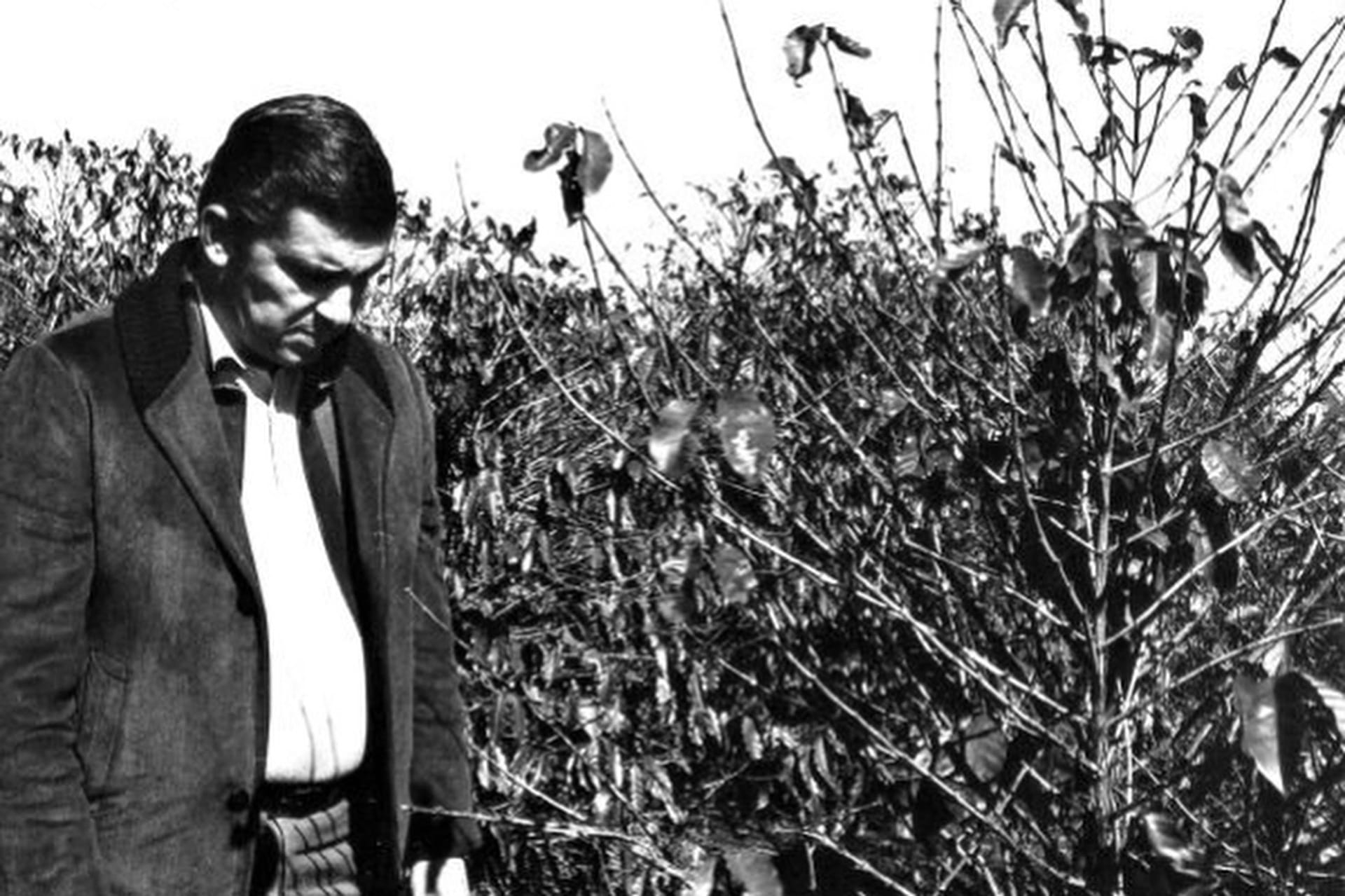 Geada Negra, que atingiu o Paraná há 50 anos, mudou os rumos da agricultura no Brasil
