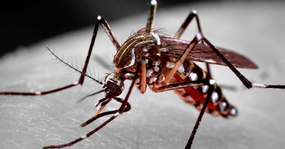 Umidade e calor: mitos e verdades sobre dengue e outras arboviroses