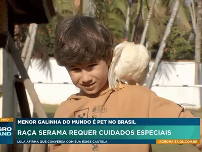 Menor galinha do mundo pode ser criada como pet e seus ovos custam R$ 3 mil