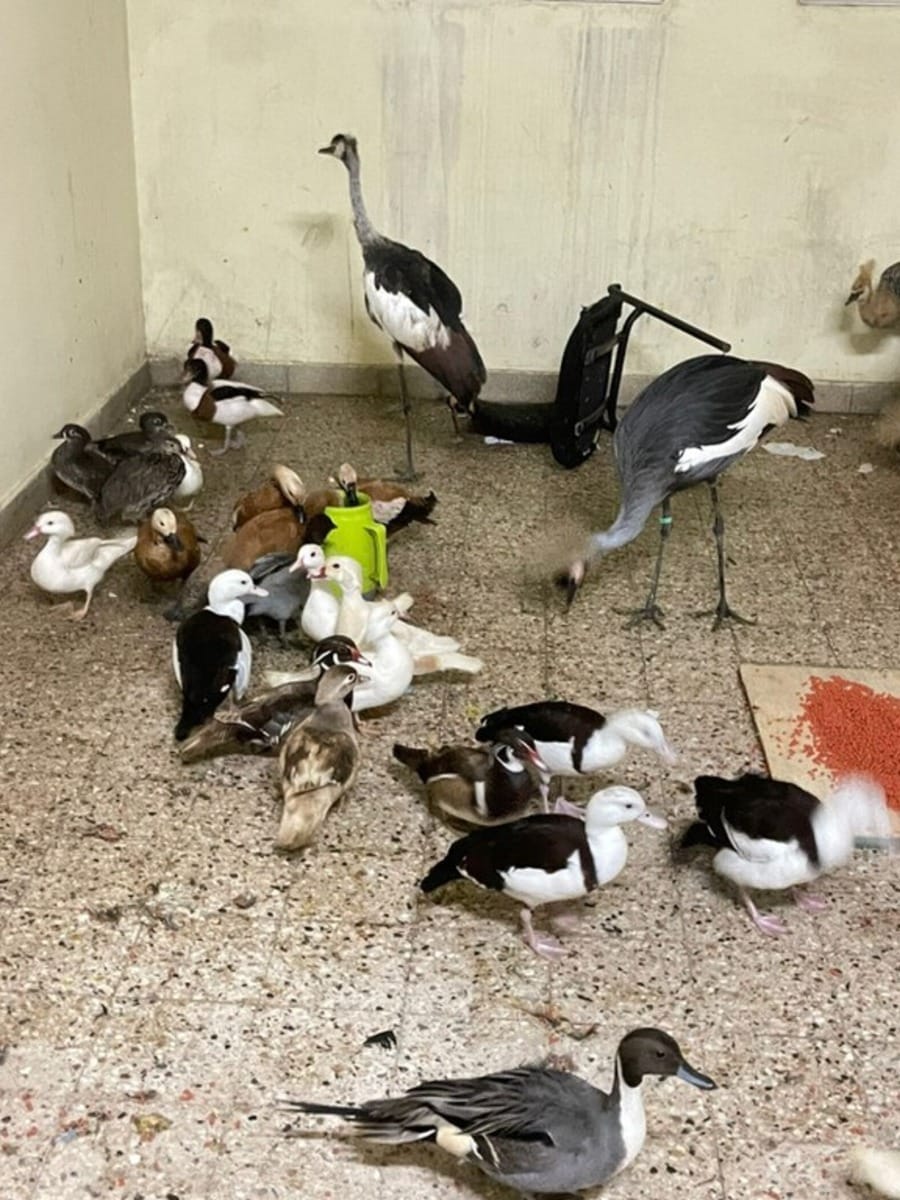 Operação flagra 60 aves exóticas escondidas em motorhome na fronteira do Brasil com a Argentina