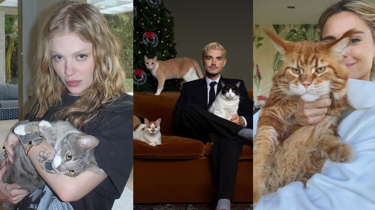 Grazi Massafera, Jão, Luísa Sonza e mais: veja famosos apaixonados por gatos
