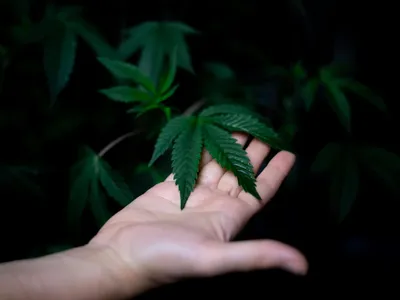 Anvisa aprova regras para produção de cannabis medicinal no Brasil
