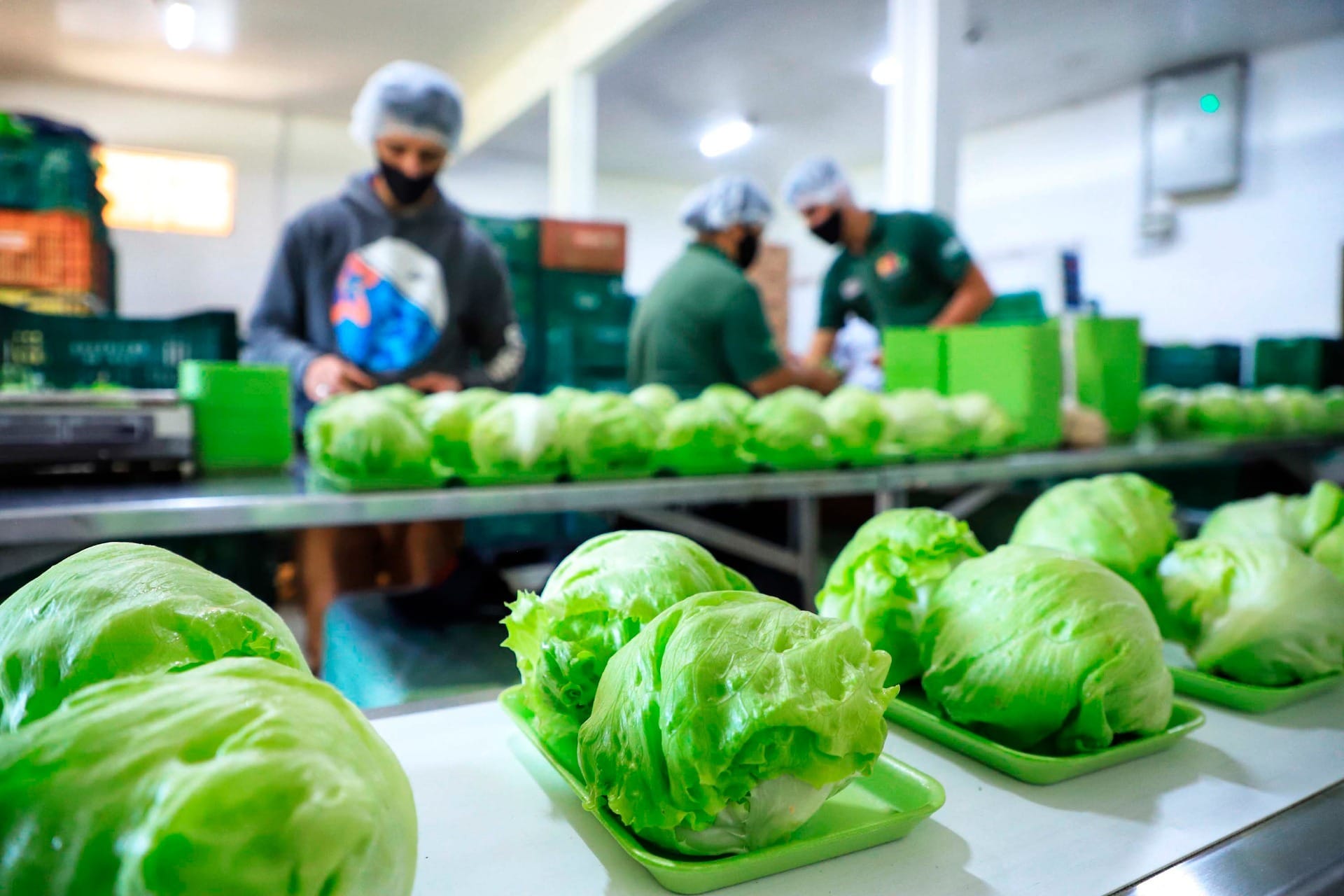 Paraná lidera produção de orgânicos no Brasil com mais de 4,5 mil produtores certificados