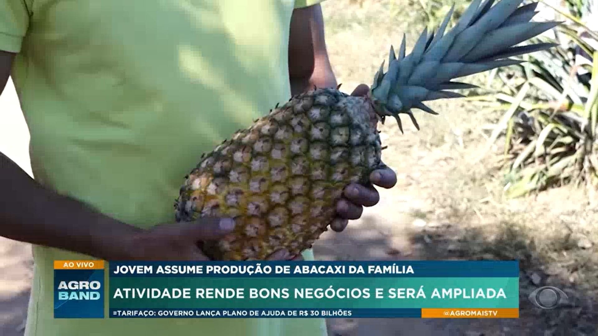 Sucessão familiar no campo: jovem assume propriedade e planta 160 mil pés de abacaxi