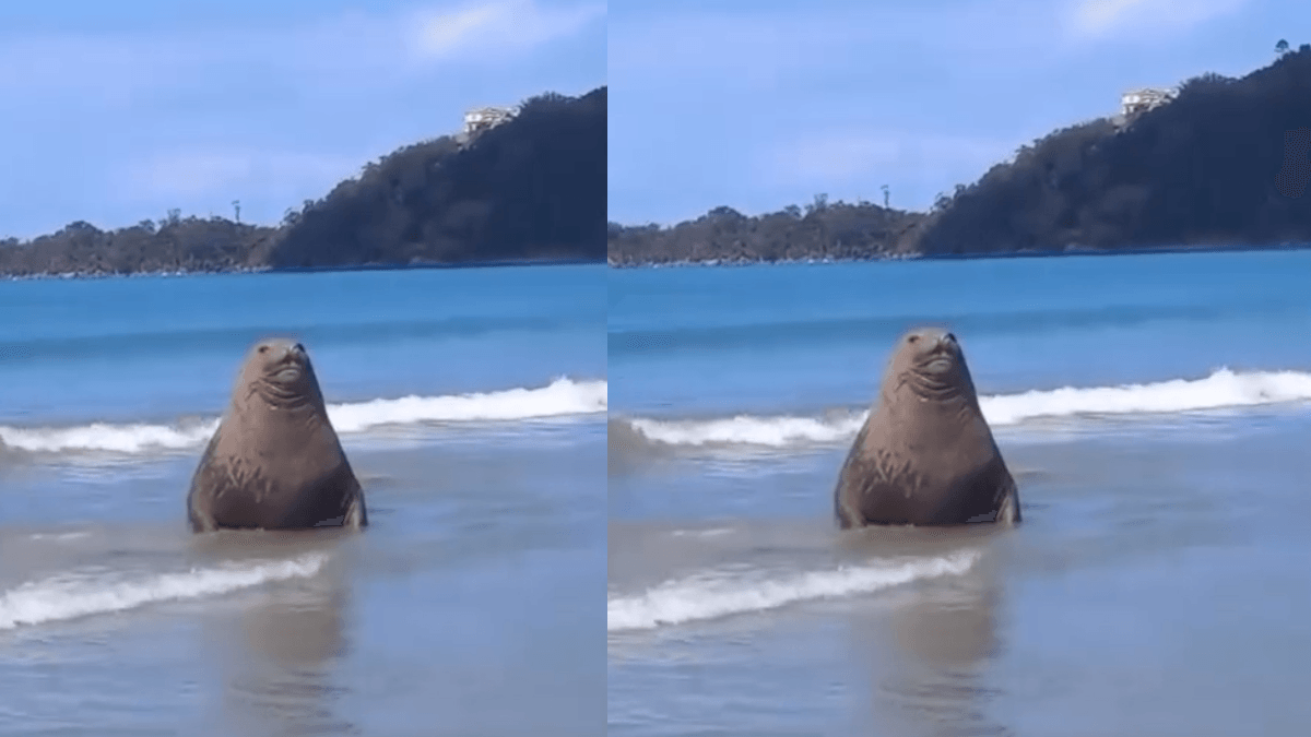 Elefante-marinho é flagrado em praia de Ubatuba no Litoral Norte de SP; veja vídeo