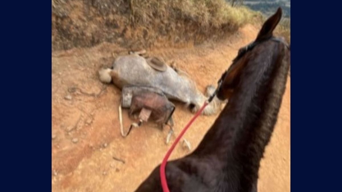 Homem de 21 anos corta patas de cavalo durante cavalgada em Bananal