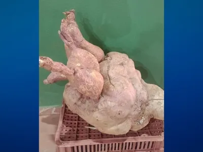 Agricultor de MG colhe batata-doce de 35,4 kg e alimento pode bater recorde no Brasil