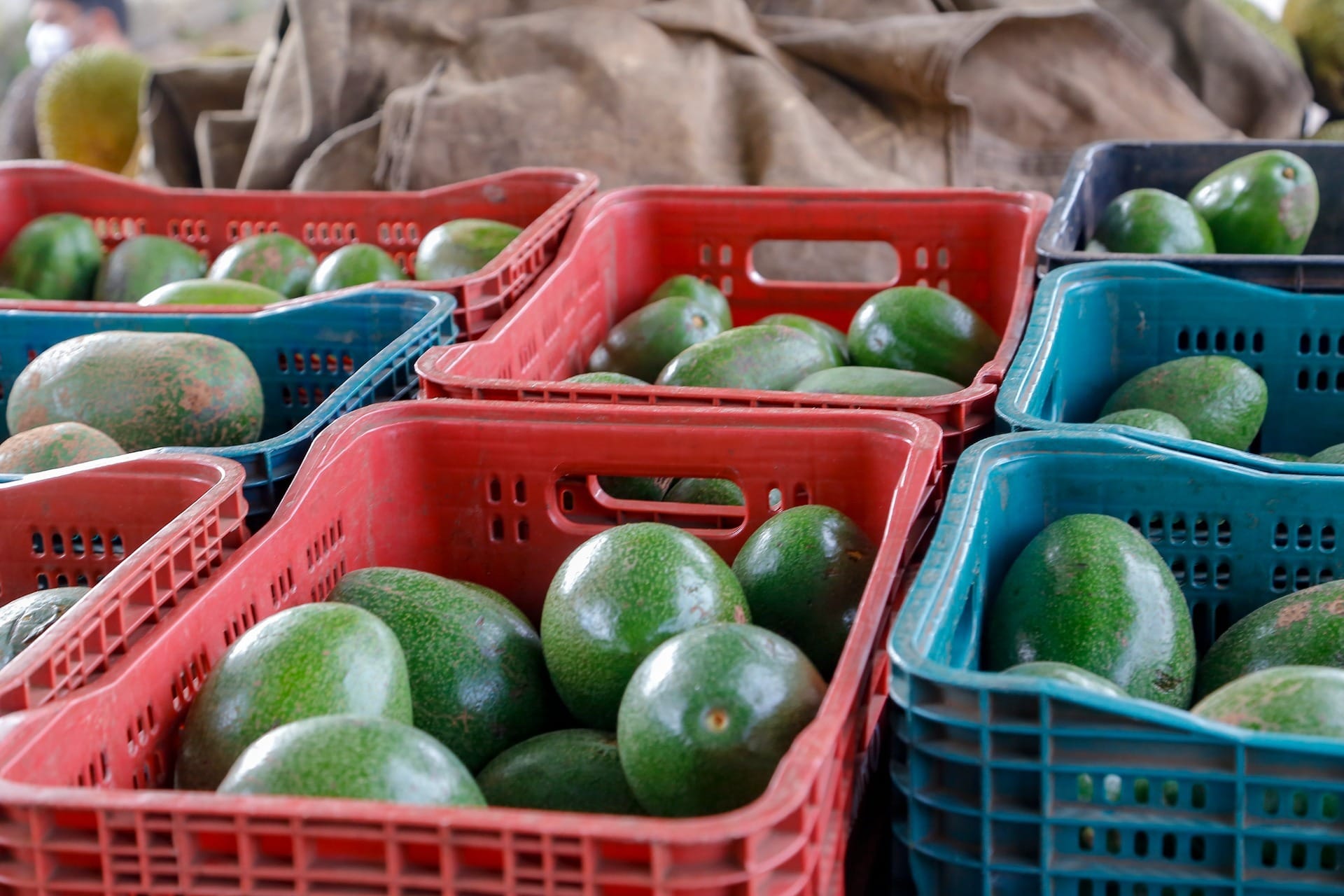 Paraná amplia cultivo e colheita de abacate e exportações avançam