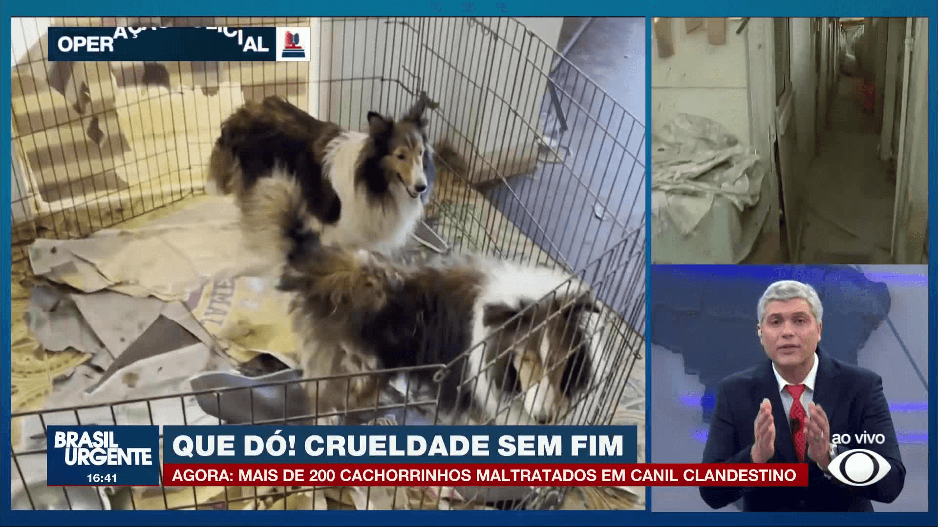 Canil clandestino é encontrado com mais de 200 cães na Grande SP; Joel se revolta