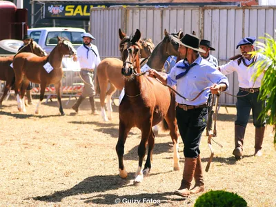 70ª Festa do Peão de Barretos recebe 1ª Exposição Morfológica do Cavalo Crioulo
