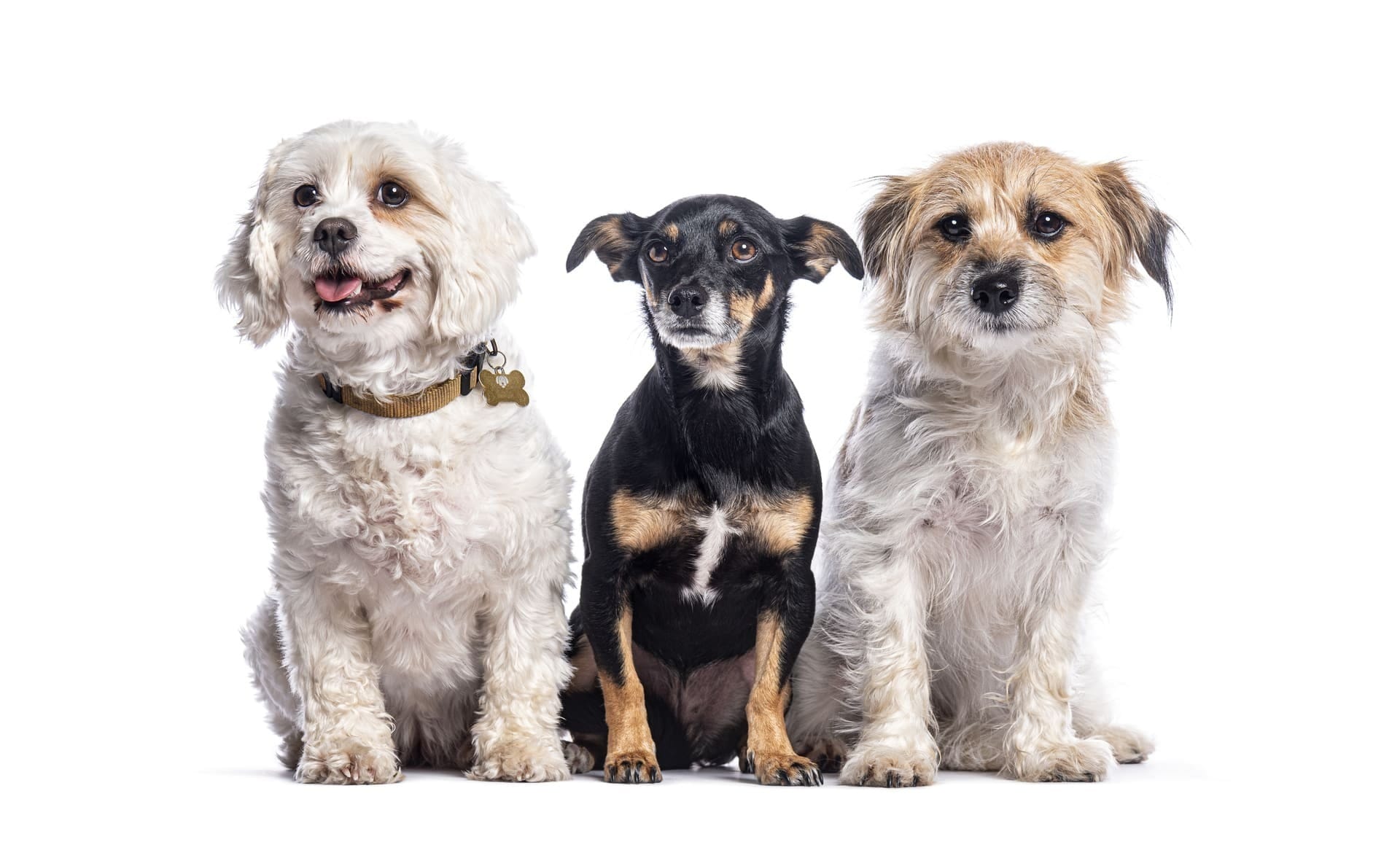 Dia Mundial do Cachorro: veja os cuidados para cada fase da vida do pet