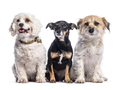 Dia Mundial do Cachorro: veja os cuidados para cada fase da vida do pet