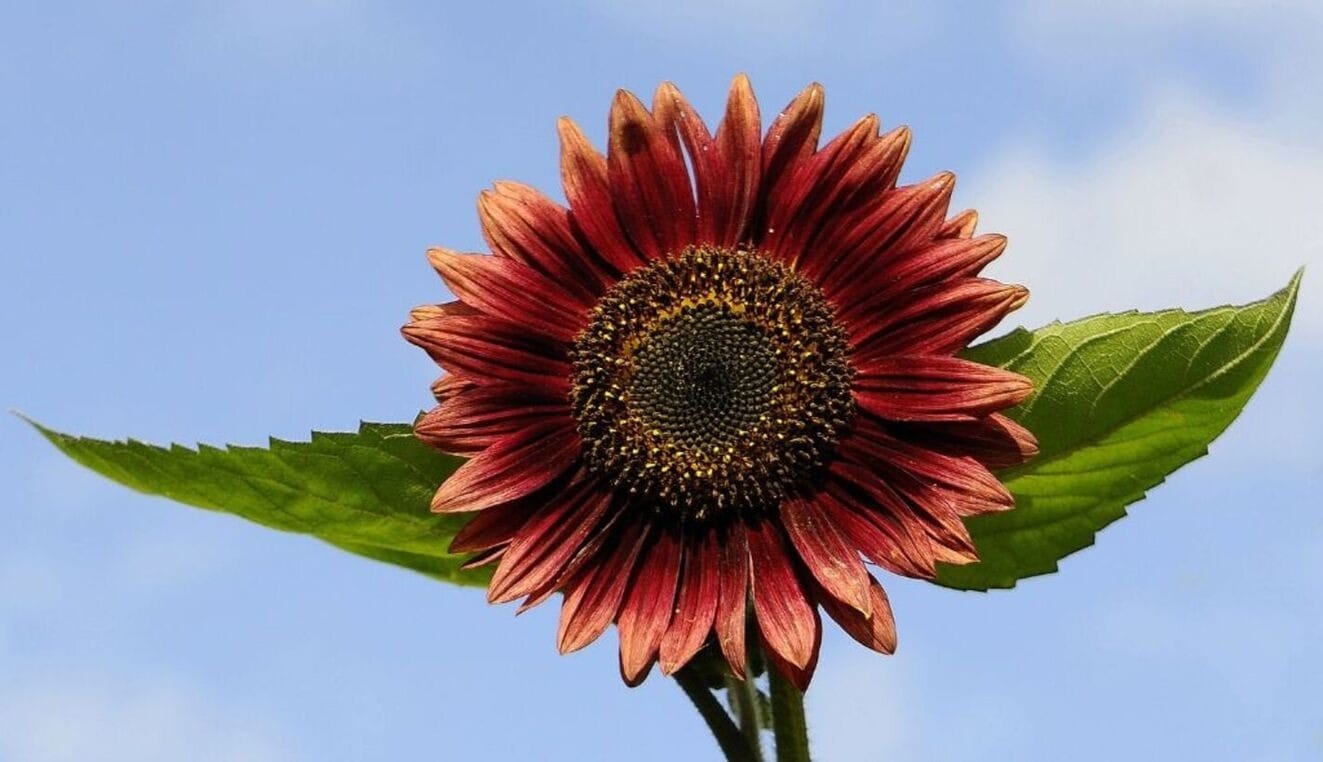 Girassol vermelho custa 100 vezes mais que o amarelo e é cultivado no Brasil