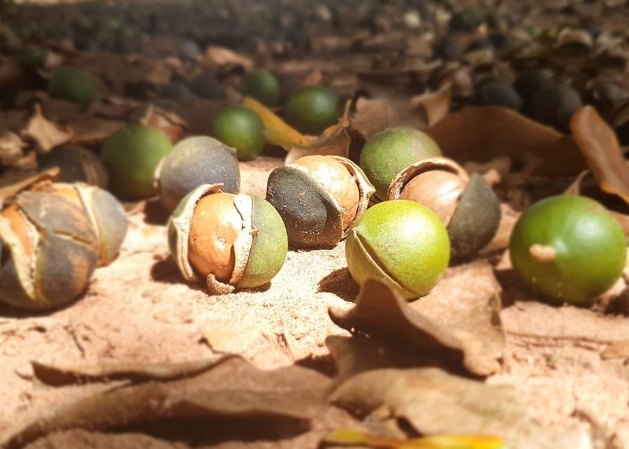 Aplicativo da Embrapa mapeia pragas na produção da macadâmia