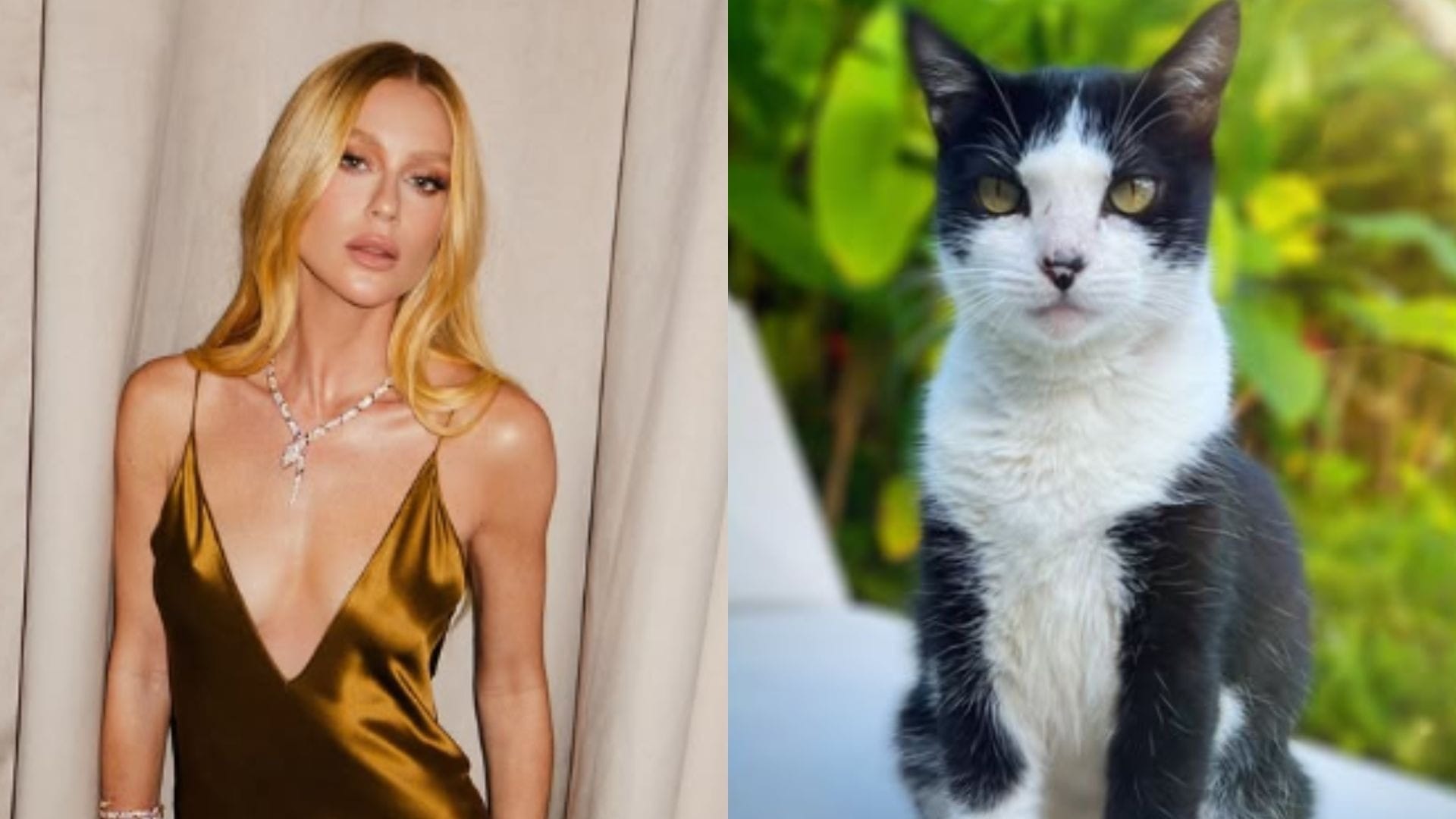 Marina Ruy Barbosa pede ajuda para encontrar gato desaparecido: 'Muito preocupada'