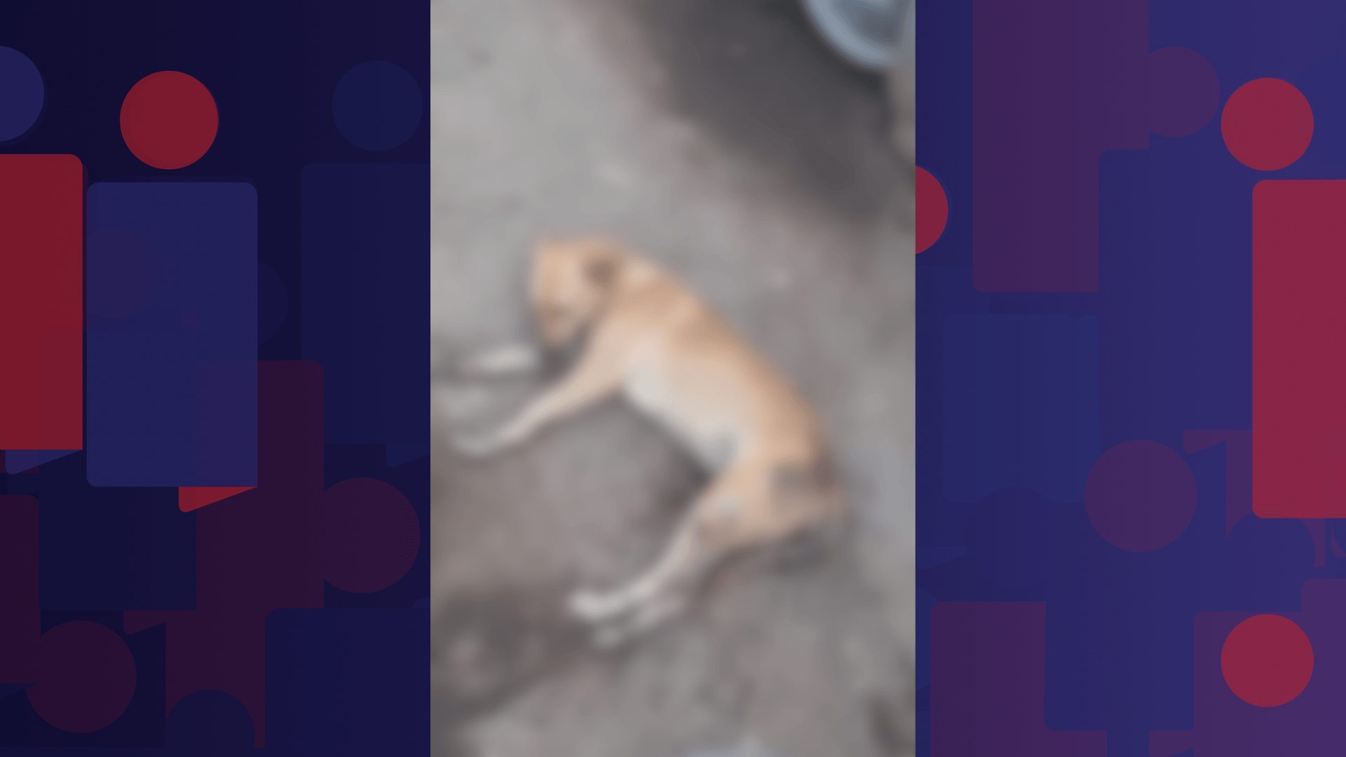 Animal que morreu por suspeita de envenenamento em Sepetiba vai ser encaminhado para necropsia