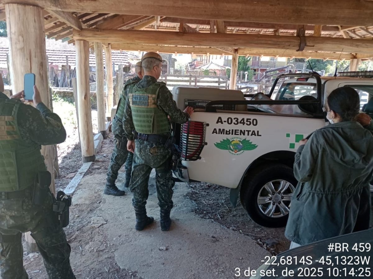 Lobo guará atropelado é resgatado em estrada pela Polícia Ambiental em Lorena