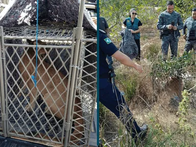 Morador captura onça-parda após suspeitar do desaparecimento de galinhas do sítio em Charqueada