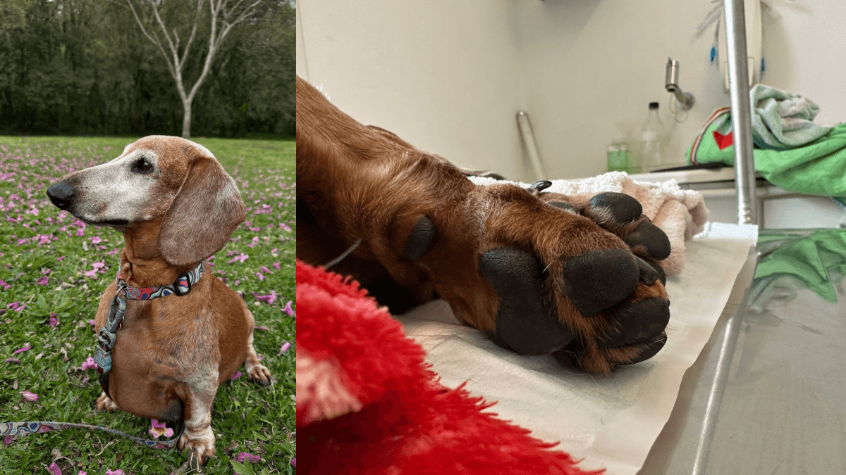 Cadela morre após ataque de cães soltos no Parque Barigui