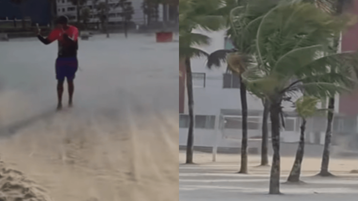 Tempestades provocaram queda de árvores em todo o estado de SP; veja cidades atingidas
