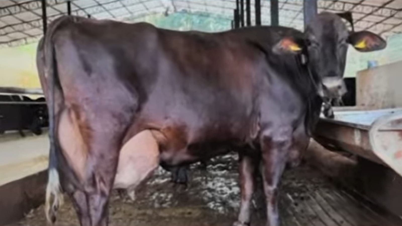 Vaca ganha prêmio em Minas Gerais após produzir 346 litros de leite em três dias