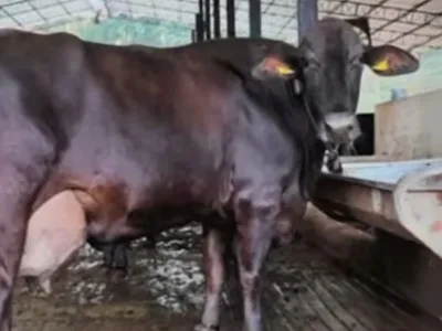 Vaca ganha prêmio em Minas Gerais após produzir 346 litros de leite em três dias