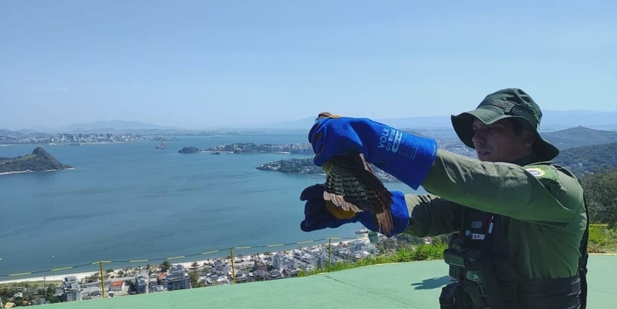Gavião Carcará Branco é devolvido à natureza, nesta terça-feira (9), no Parque da Cidade